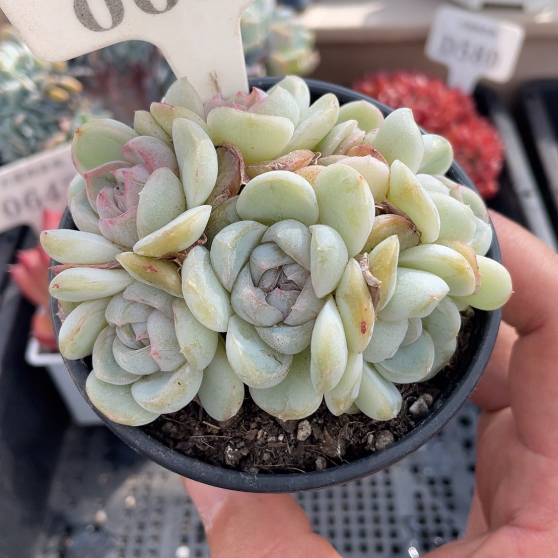 0084胖虎不带盆8厘米