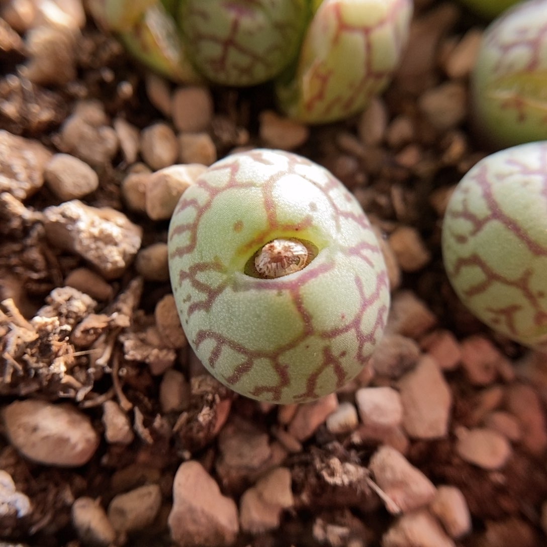 八重墨肉锥一颗母本包邮