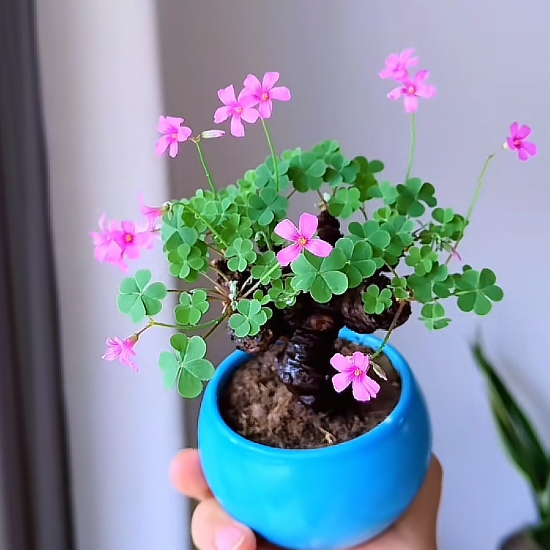 【一物一拍 】精选酢浆草微盆景 花卉绿植  售后7天