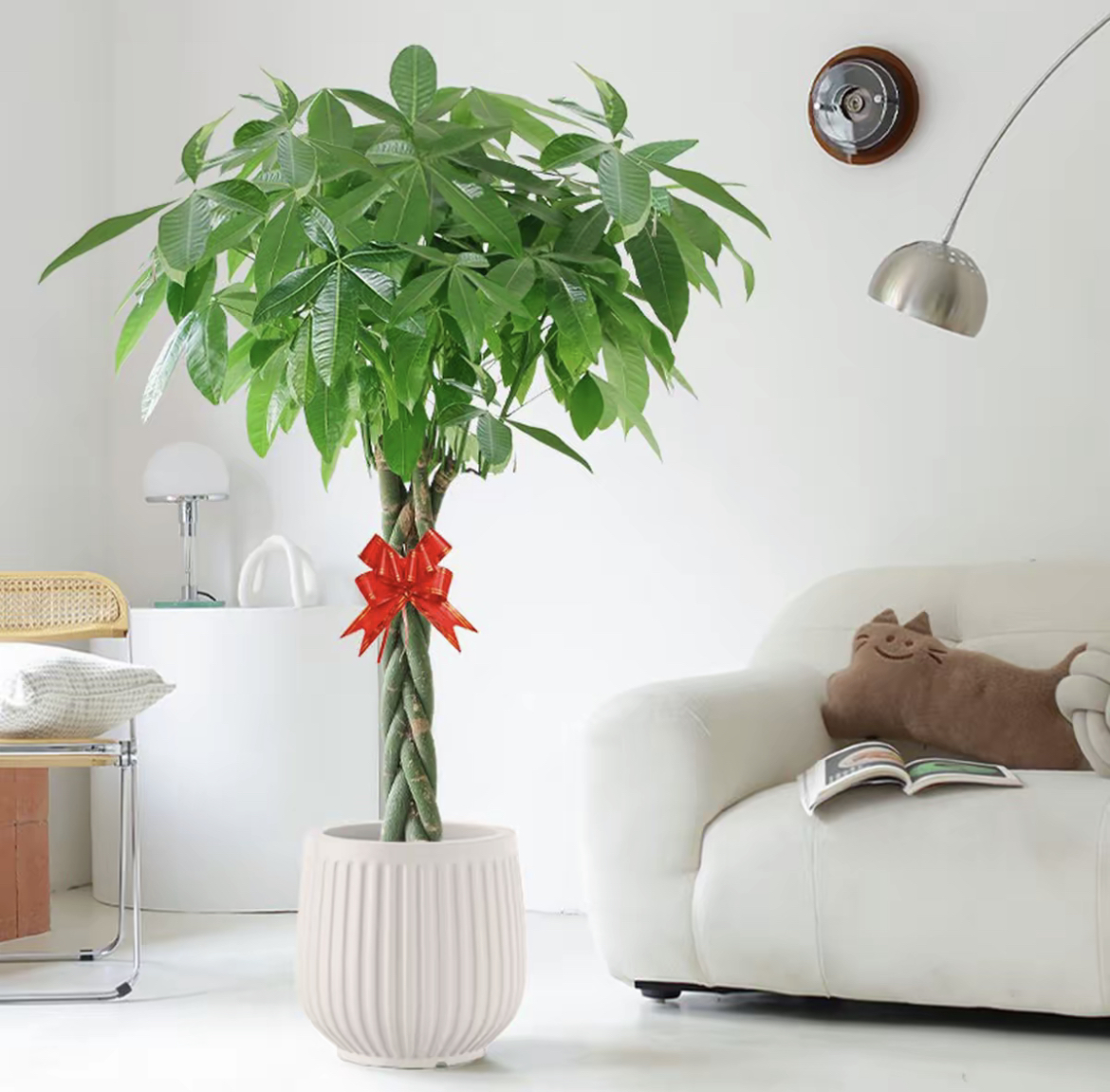 【顺丰送货上门】1.5-1.6米辫子发财树植物客厅办公室开业乔迁送礼