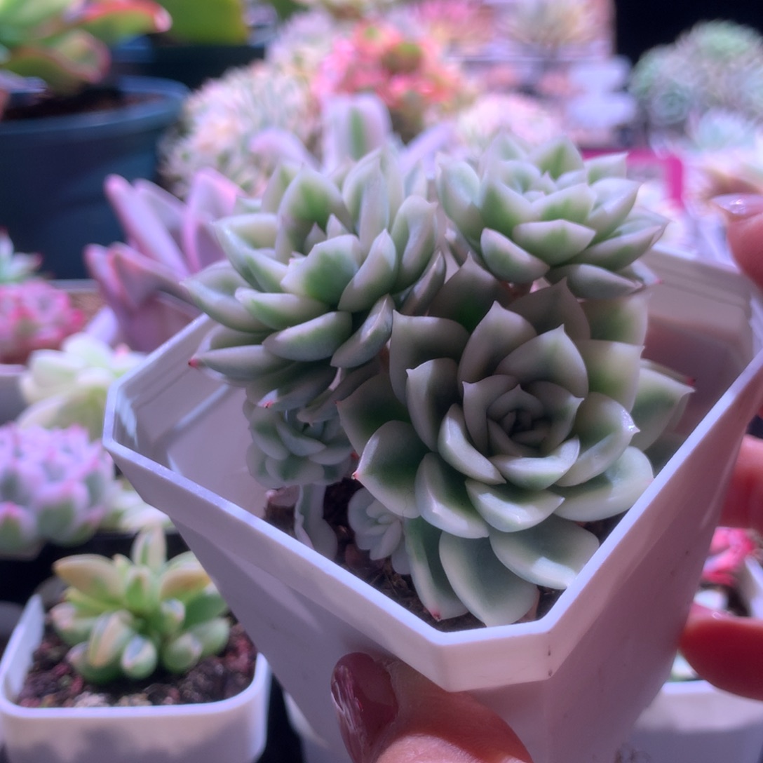 月亮仙子覆轮锦群生有根