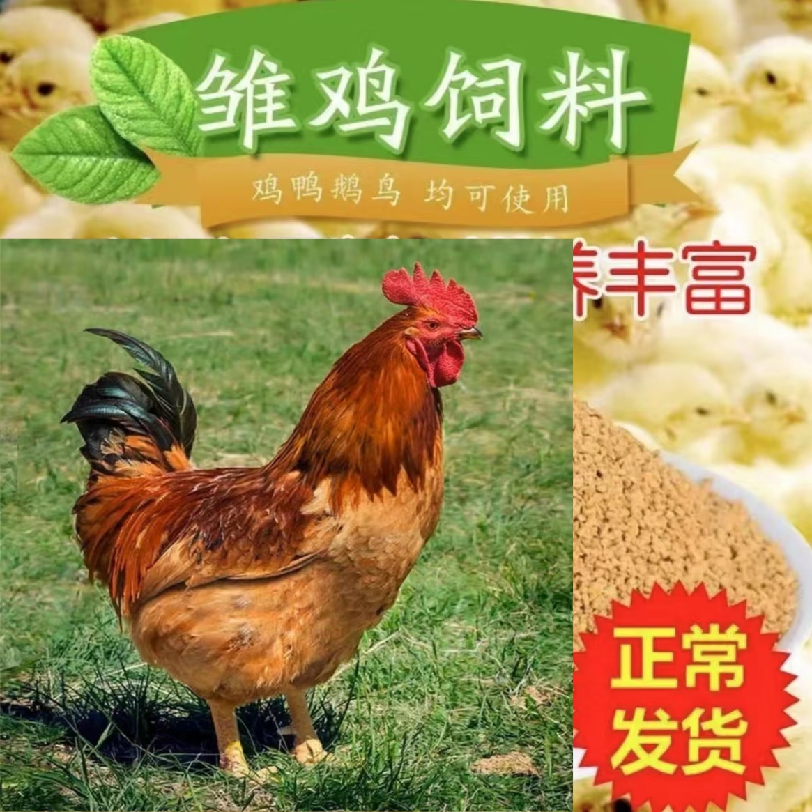 畜牧饲料九斤红饲料健康好喂养