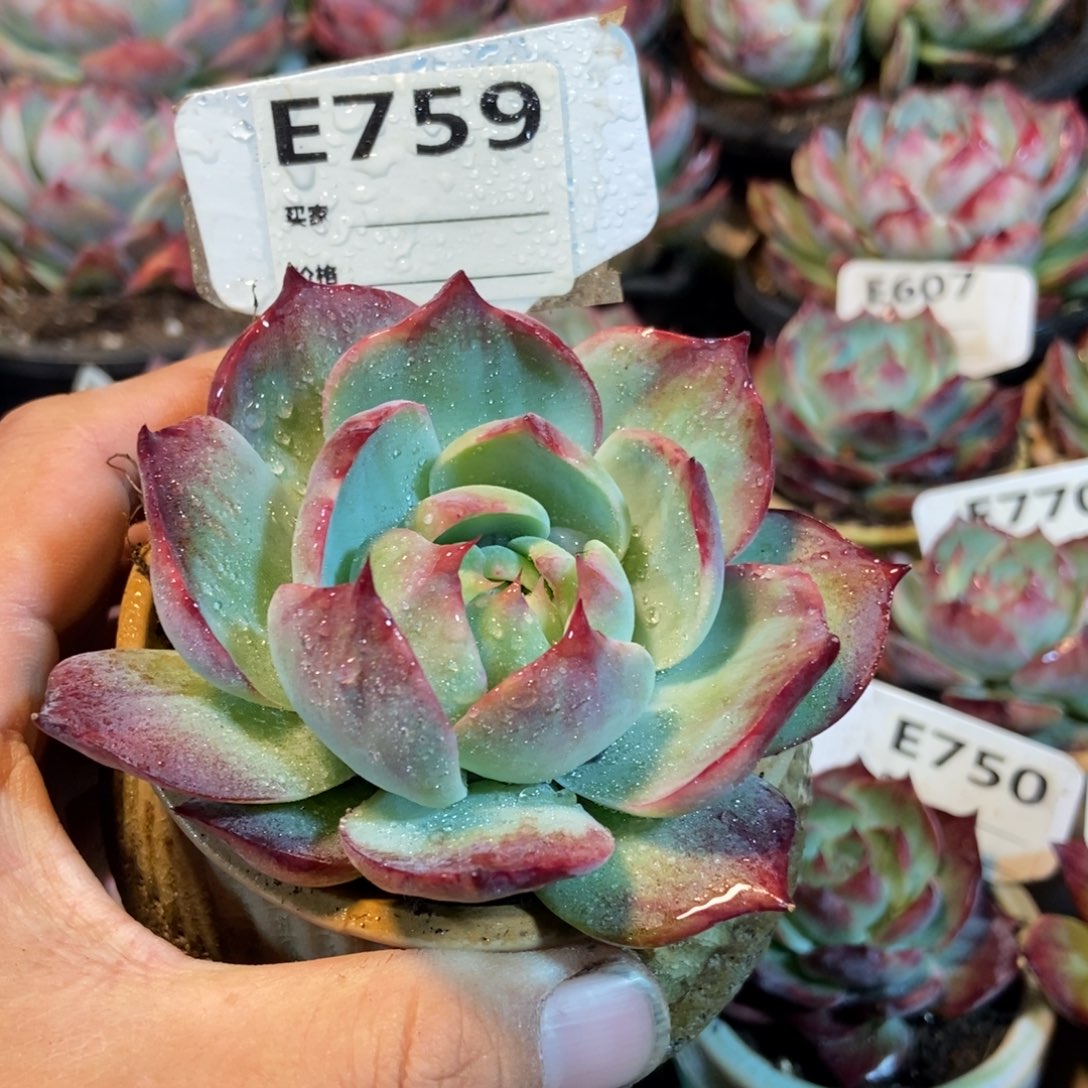 惊鸿一瞥759号多肉