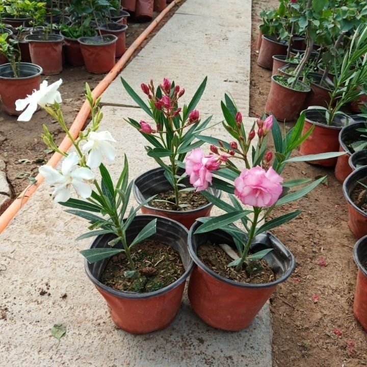 夹竹桃绿植盆栽四季常青可驱蚊虫适合室内外装饰