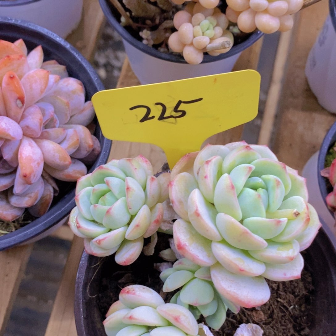 开心多肉，一物一拍，福利