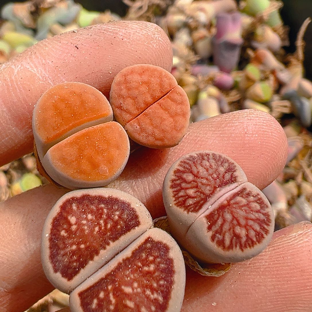 22307团团圆圆呀呀呀