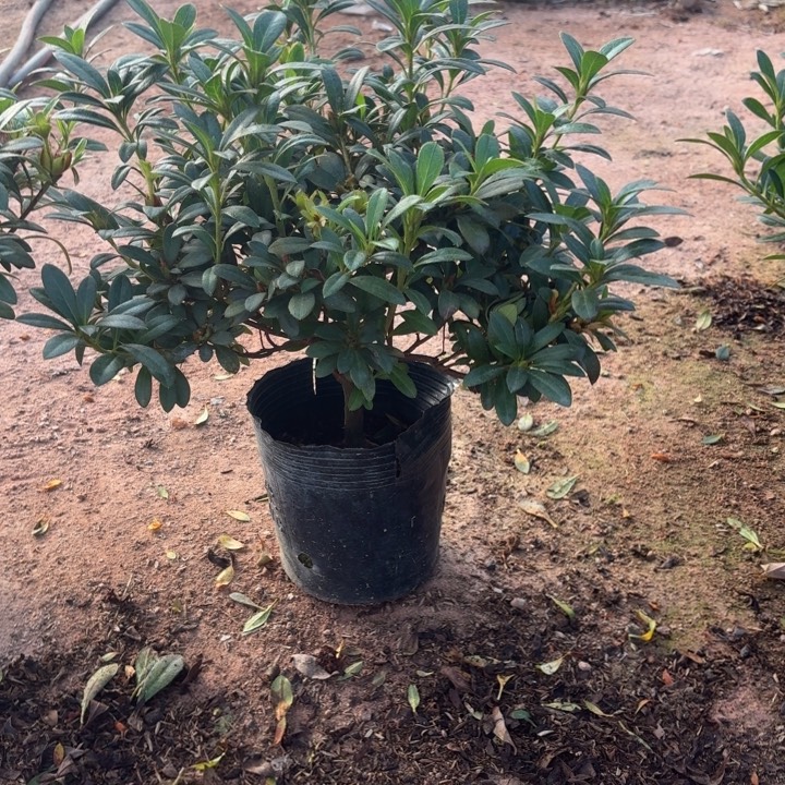 完全开放红西马杜鹃花