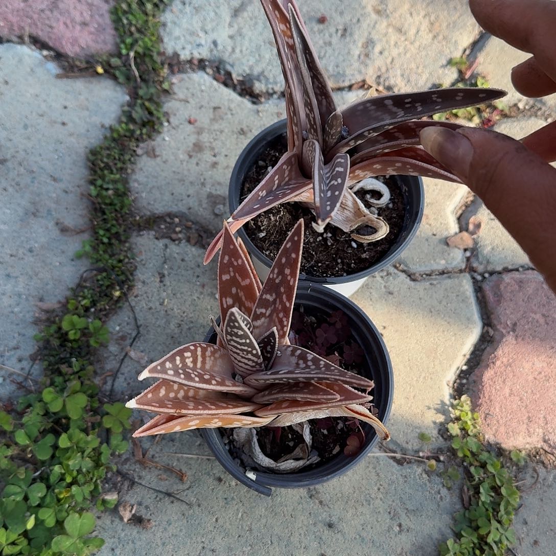 硬叶芦荟多肉植物