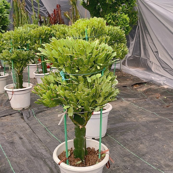 完全开放蟹爪兰花卉