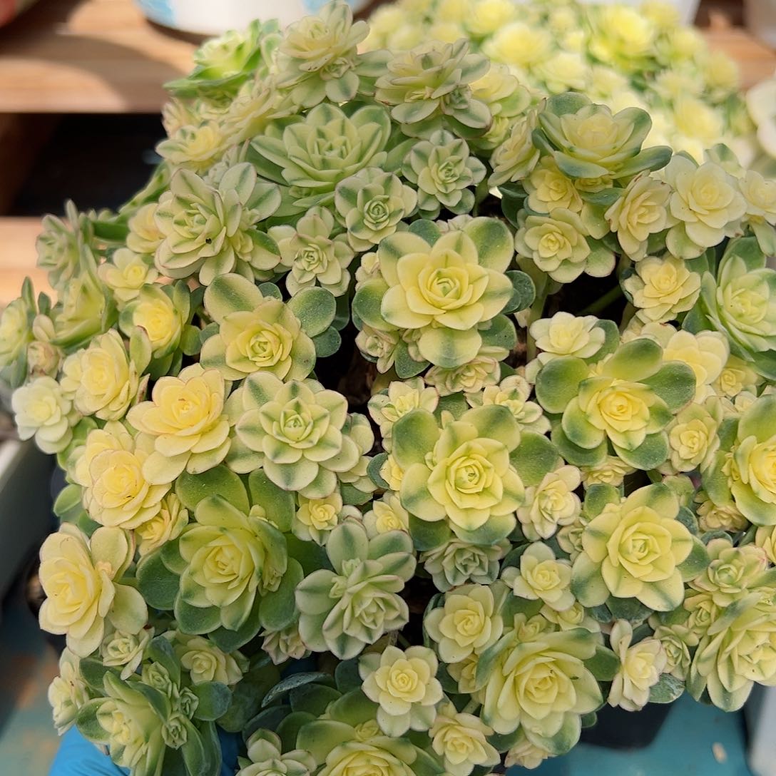 猫眼玫瑰锦，覆轮锦大盆