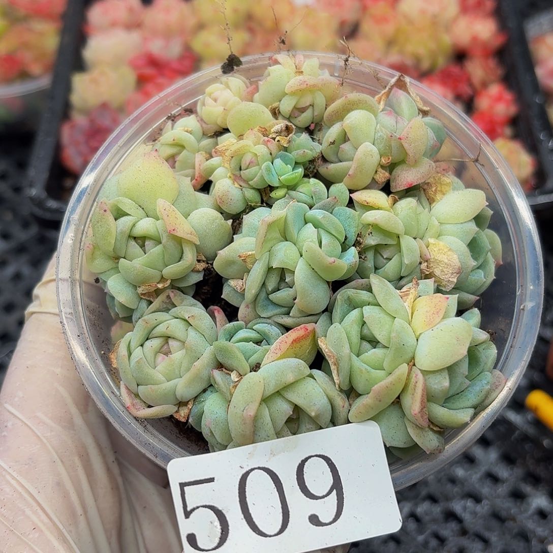 多肉植物多肉植物509