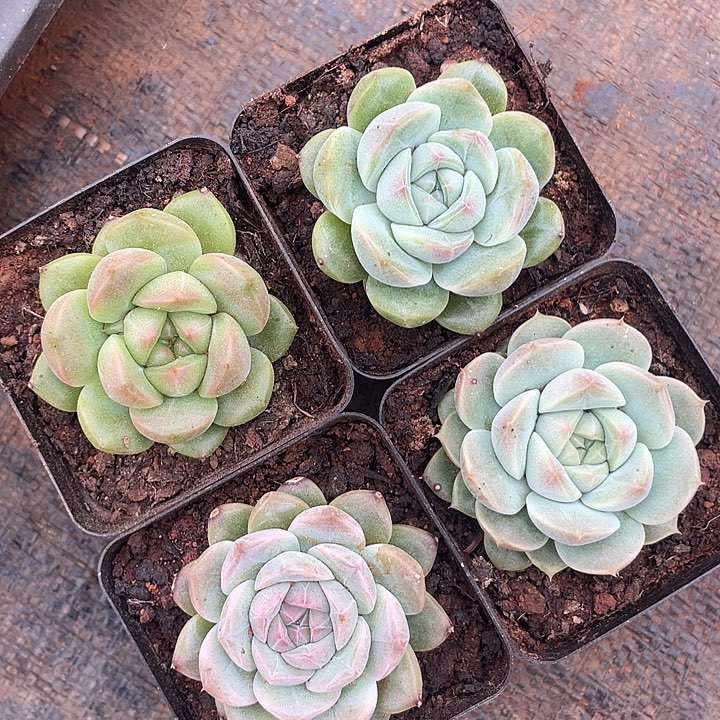 杂交珍妮糖心 四颗 脱土发