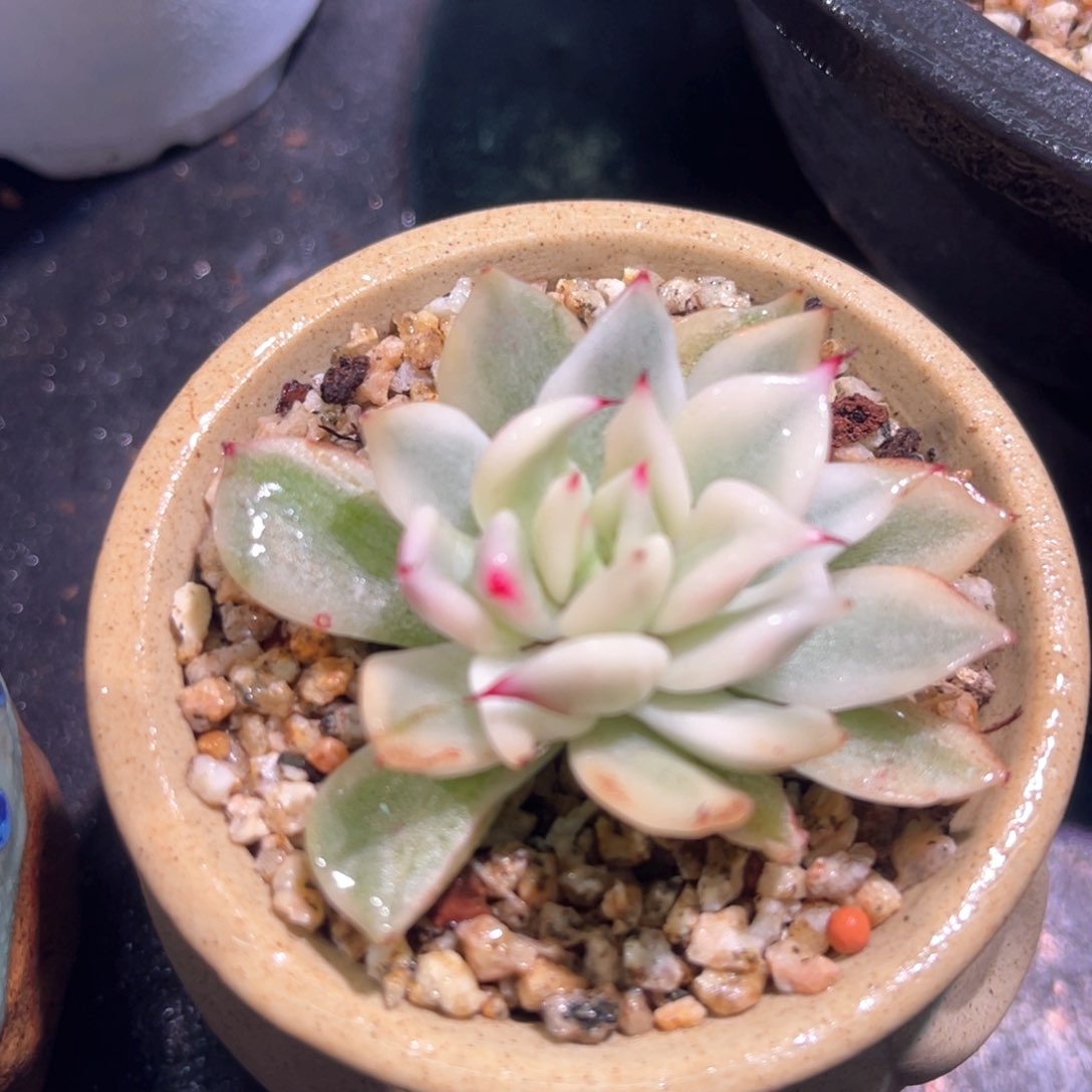 多肉特价玉腰奴锦头盖