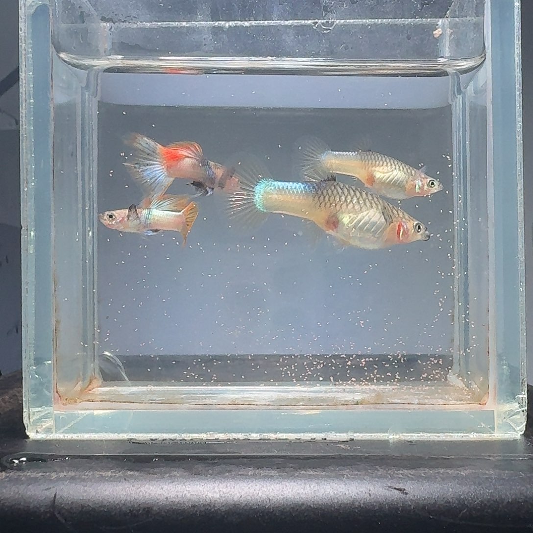 孔雀鱼粉猫2对孔雀鱼