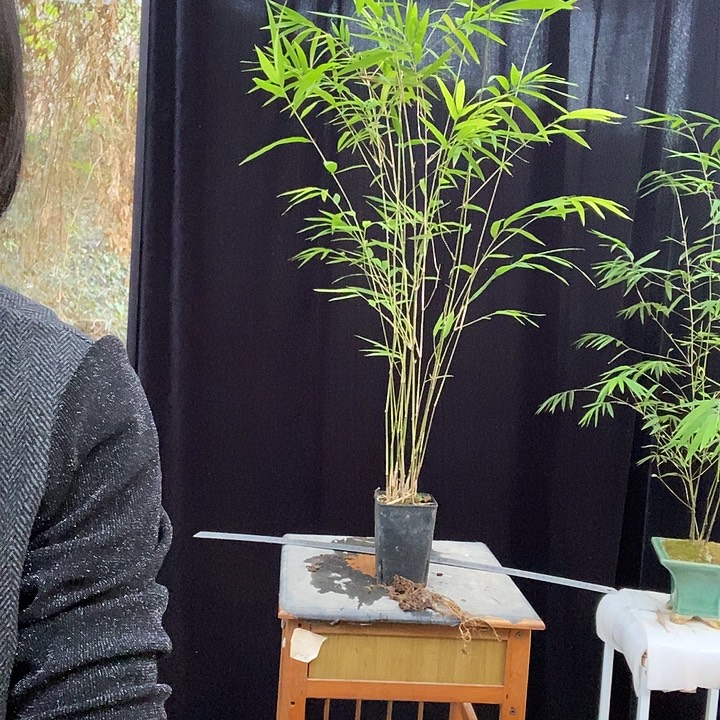 完全开放内门竹内门竹内门竹外门