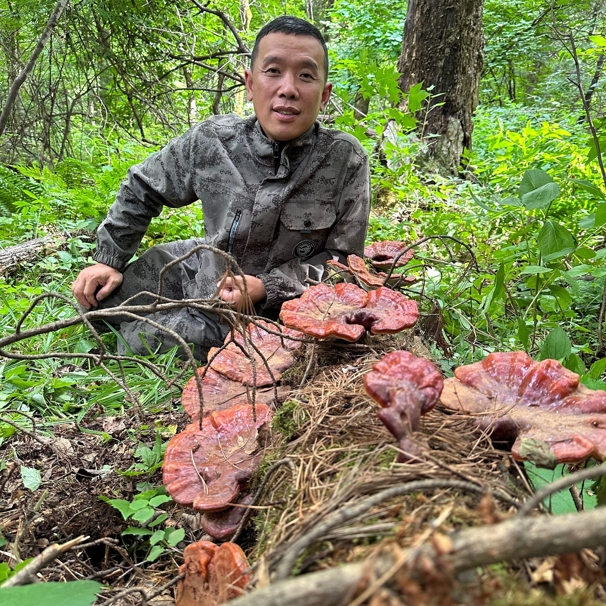 东北深山松杉赤灵芝
