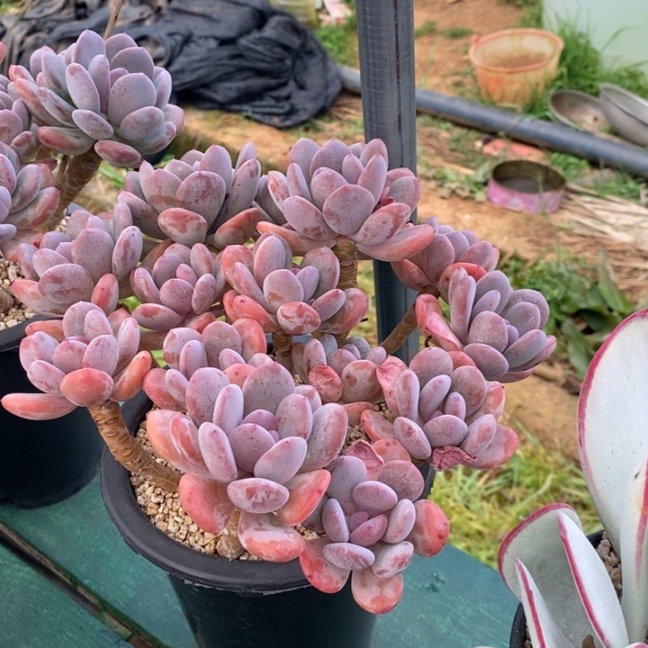 玩家货，1202出，灰姑娘，