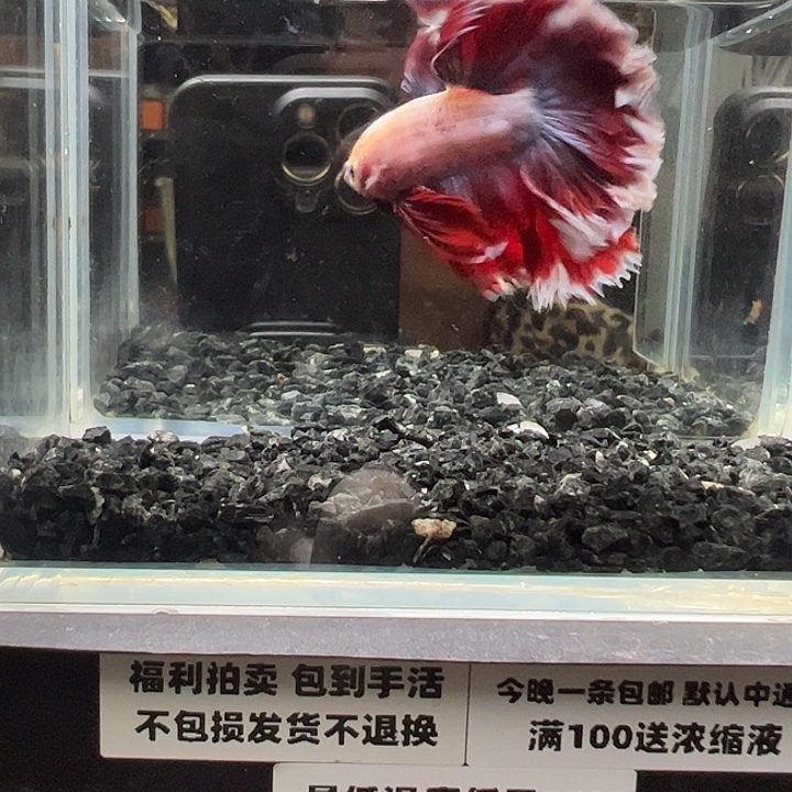 斗鱼跑单拉黑4日78