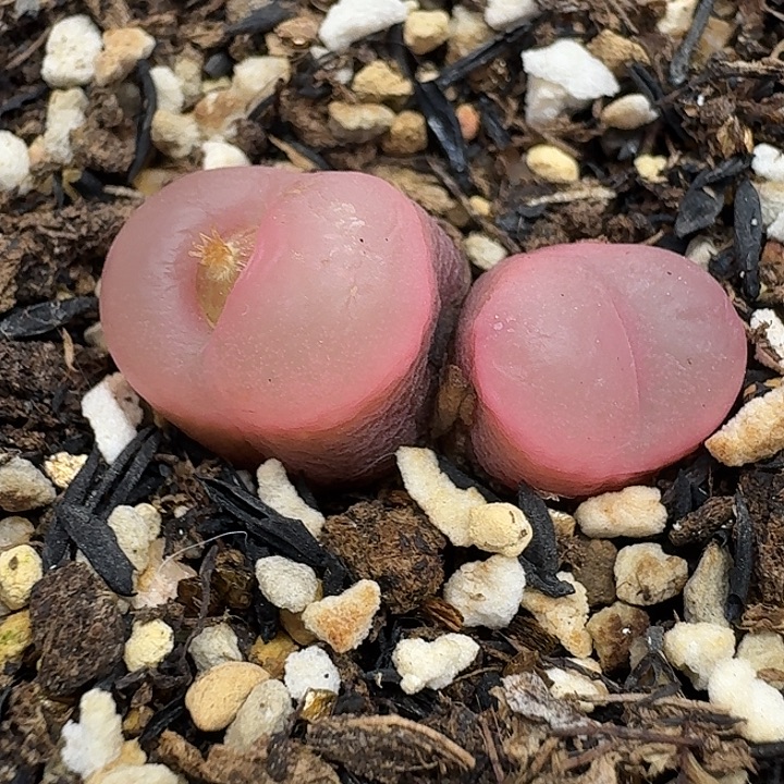 老马生石花双头吕红1917