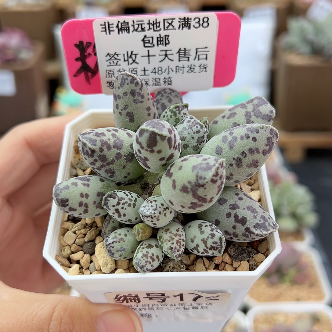 172特白肌海豹多肉