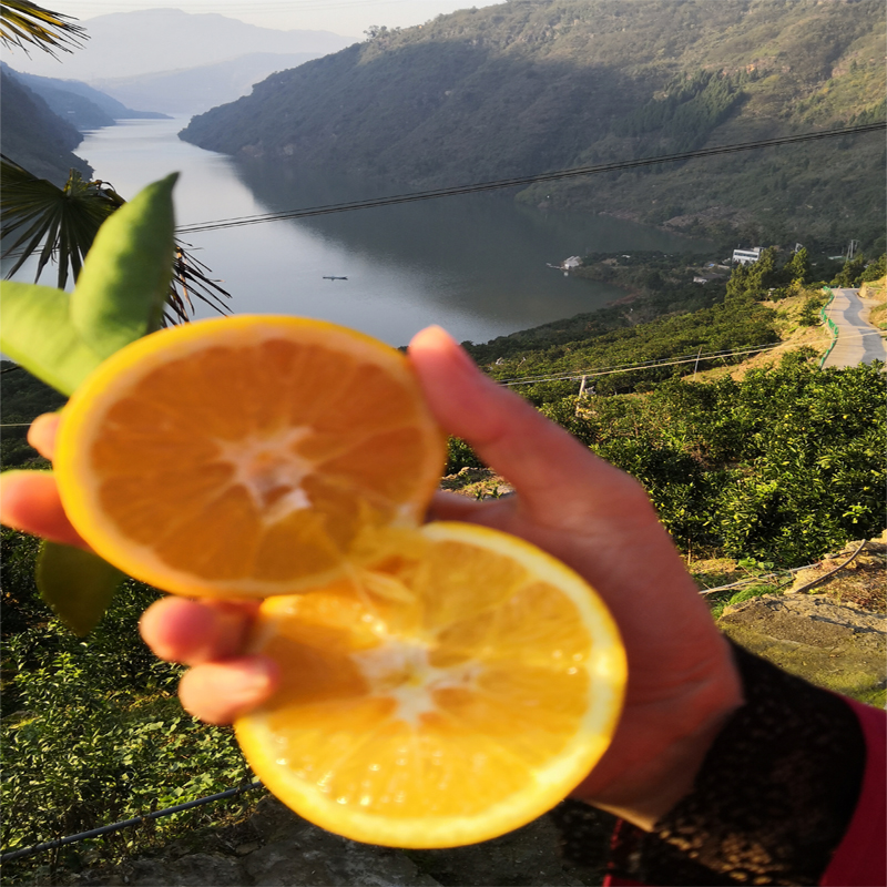 5斤装 正宗奉节脐橙新鲜现摘果园产地直发福本纽荷尔91 72-1 