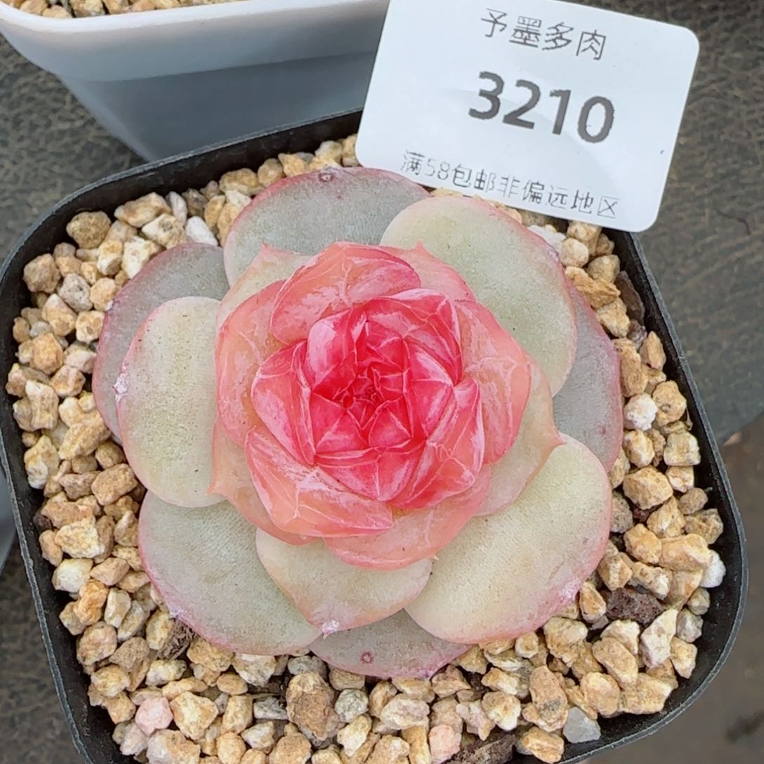 红丝绒，3210多肉植物