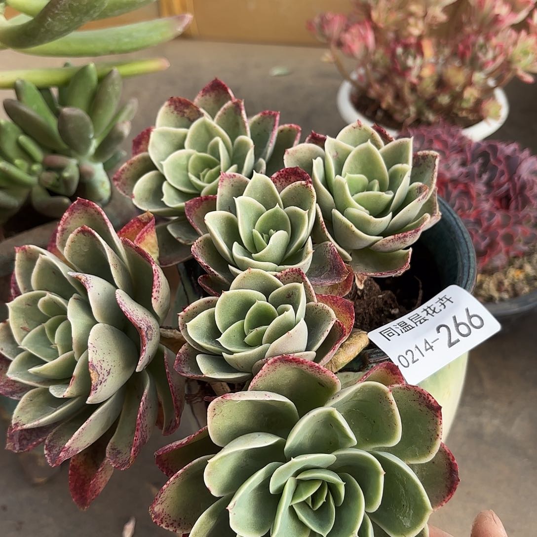 同温层多肉星娜塔266