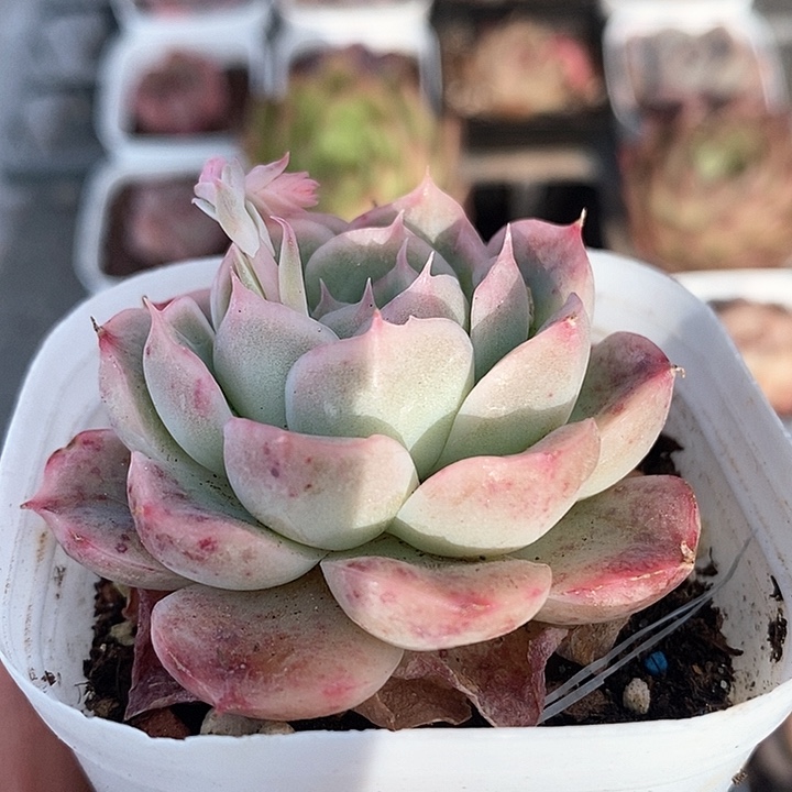 多肉植物一物一拍0255