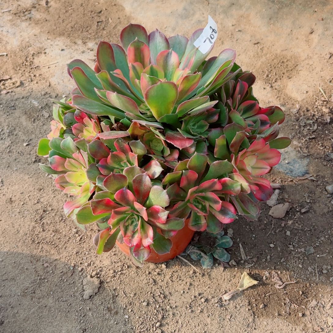 楠***业708香妃法师多肉植物