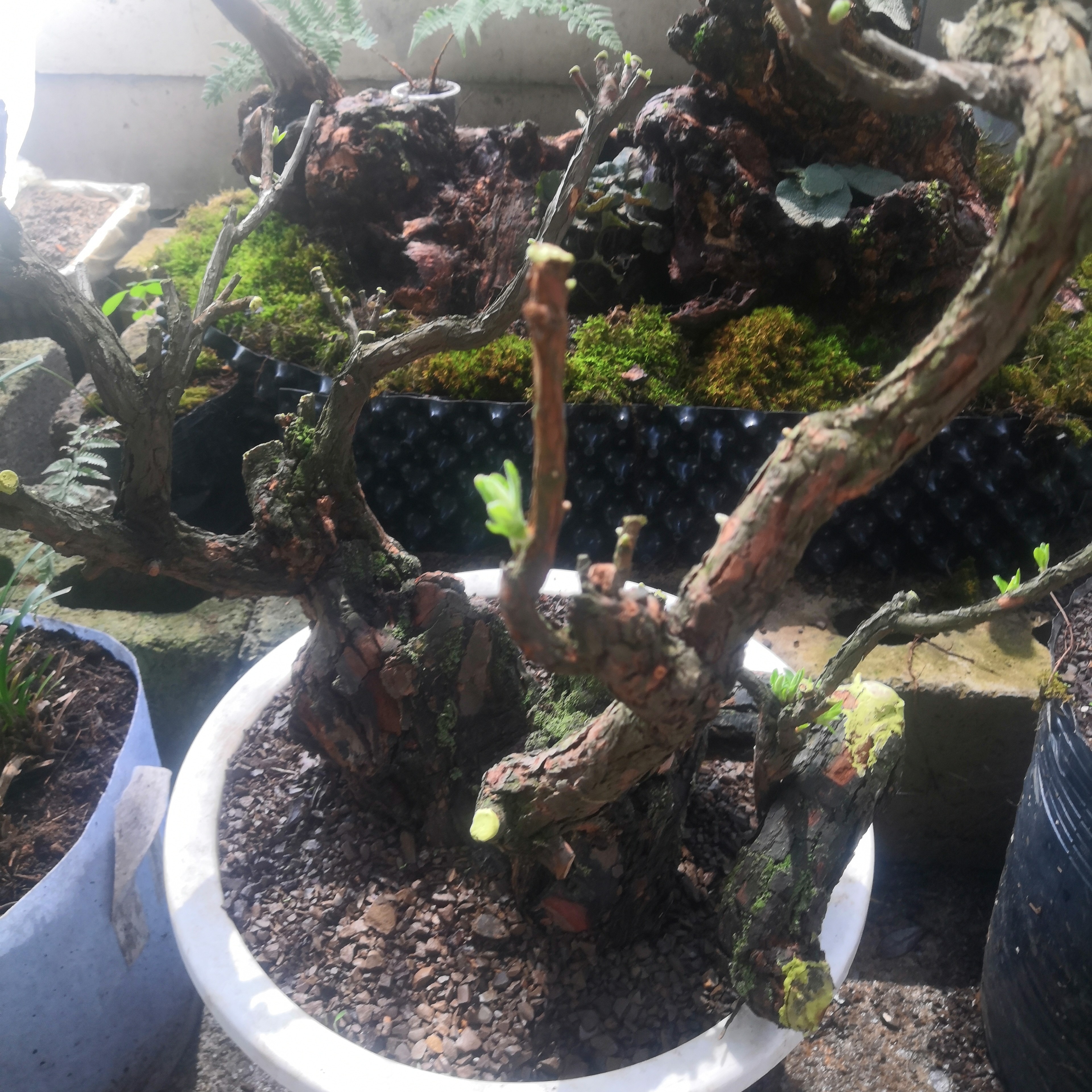 黄荆盆景老桩绿植室内办公室居家小微盆造景花卉