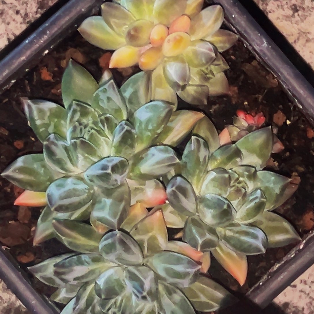 桔云多肉美人精品系列