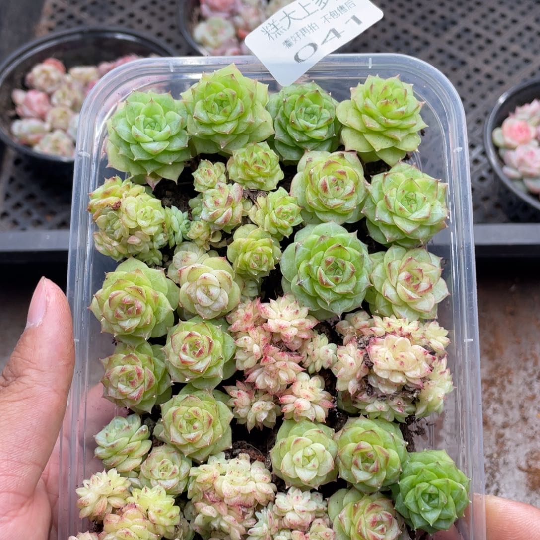 用***0糕大上多肉植物41