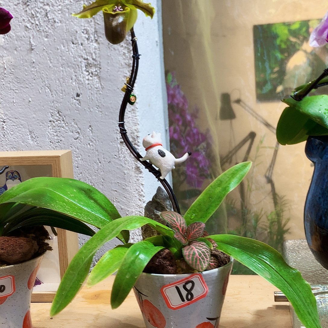 完全开放18蝴蝶兰一物一拍