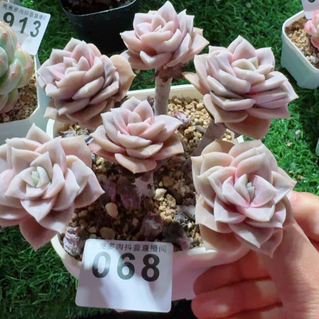 可爱玫瑰         精品多肉