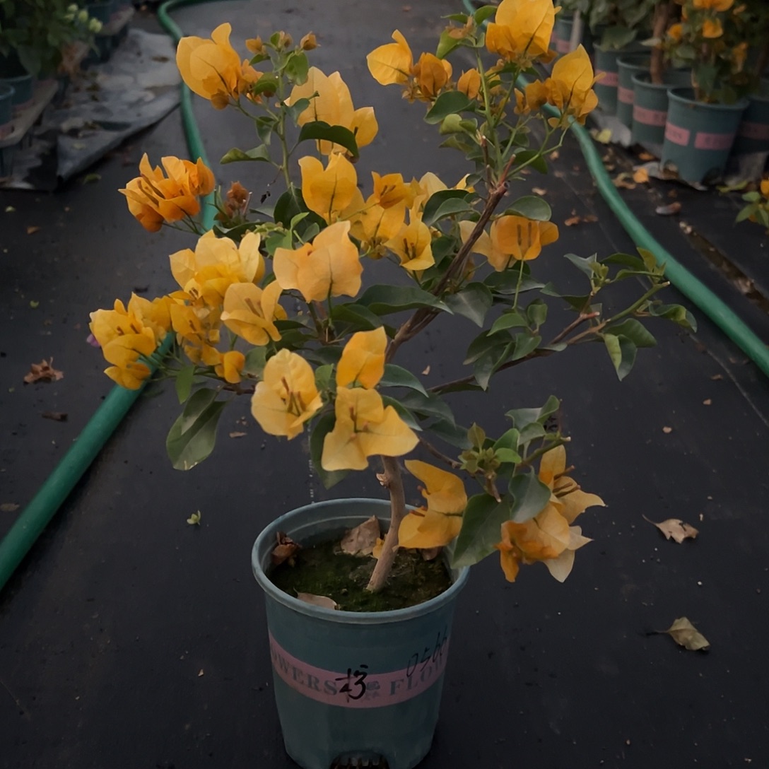 昨***天完全开放造型 柠檬黄 0566