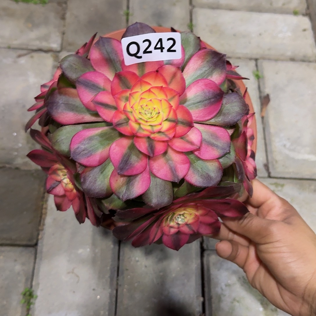 17左右55，242荔枝小颗的