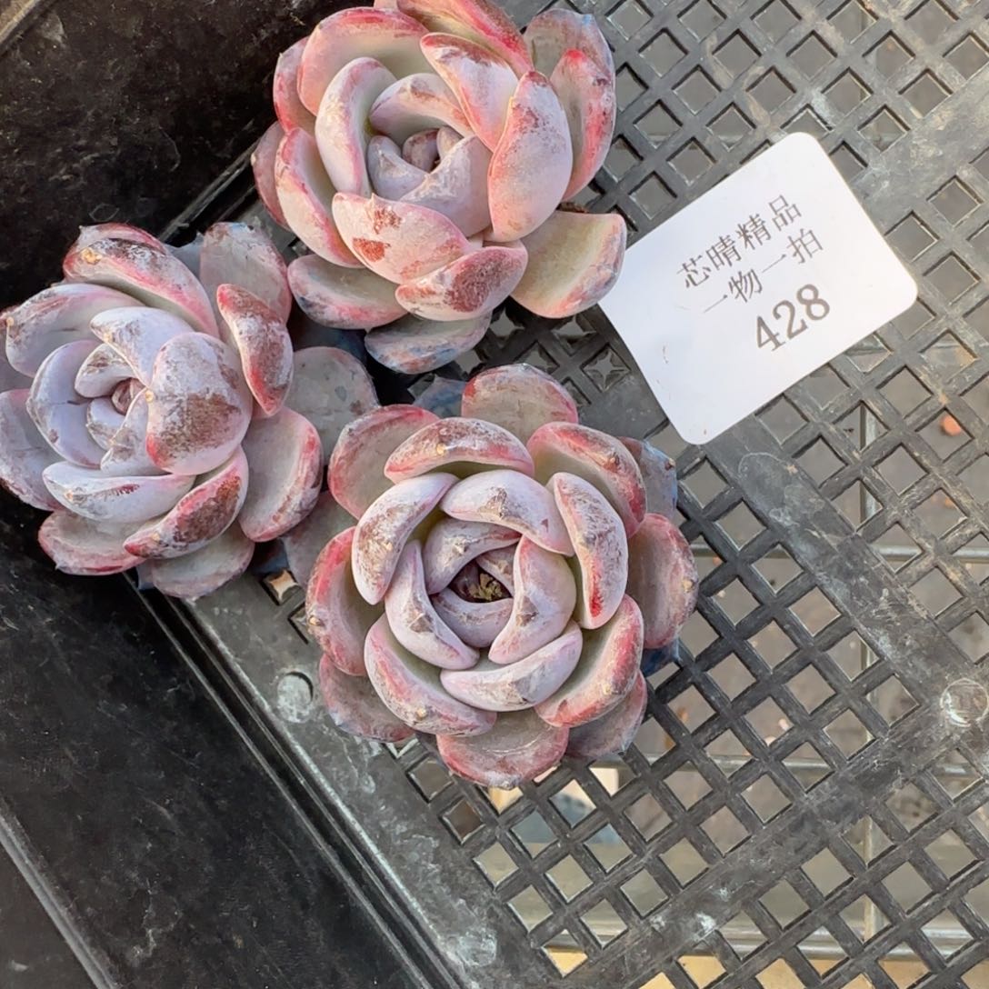 闪购精品多肉428号