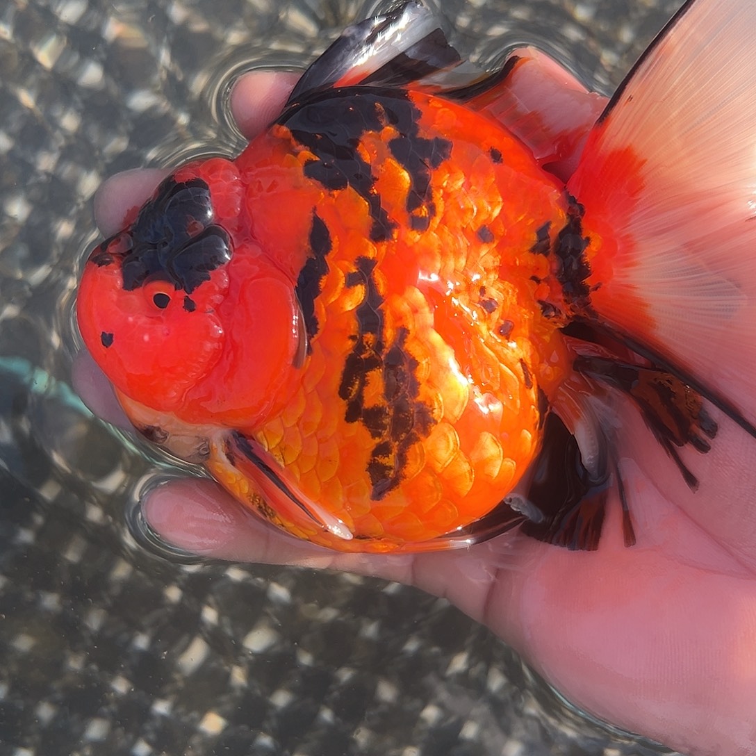 金鱼短尾将军泰狮