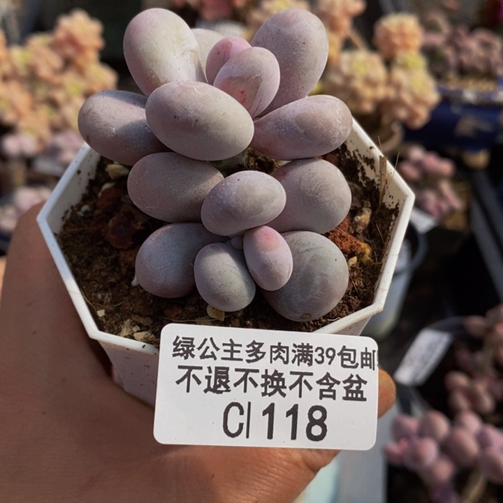 水光针奶酪5cm118多肉植物