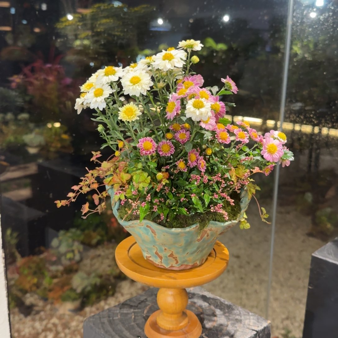 全部花朵山野草手作盆