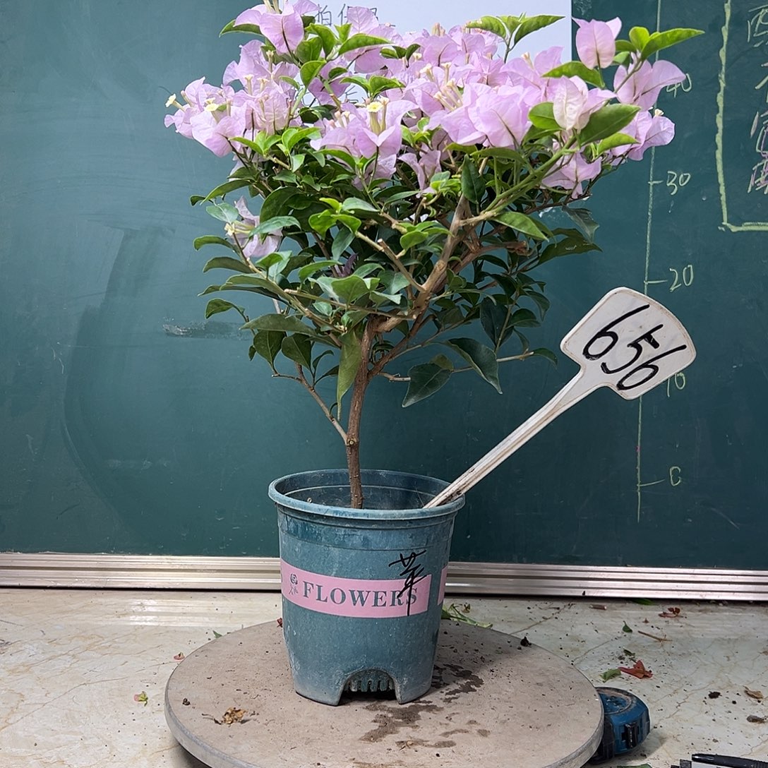 完全开放 福利 苹果花  656