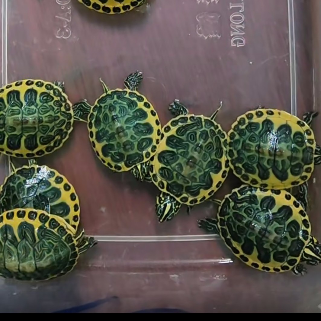 深水可混养观赏小乌龟