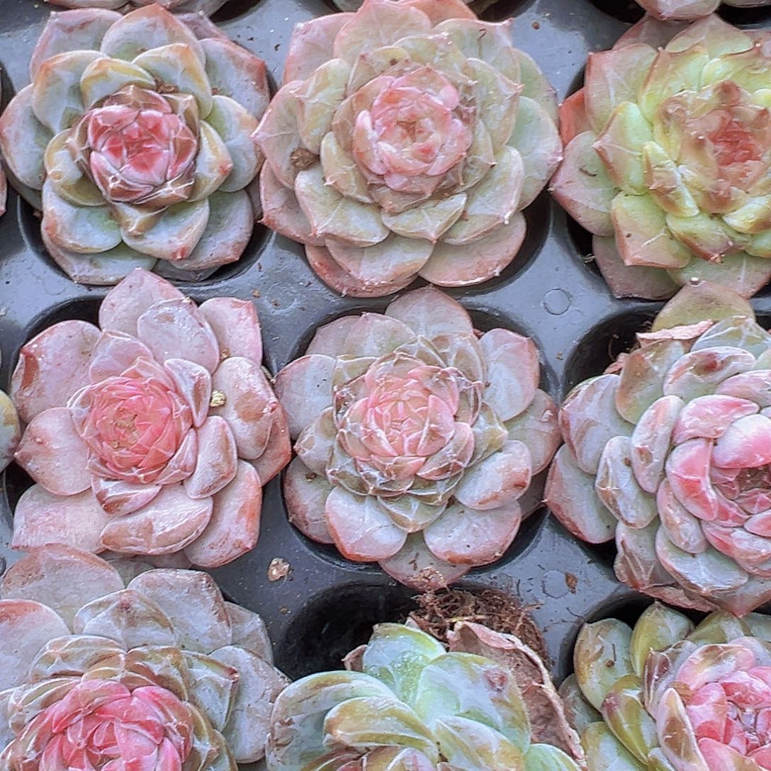 72孔冰魄3颗带盆19包邮