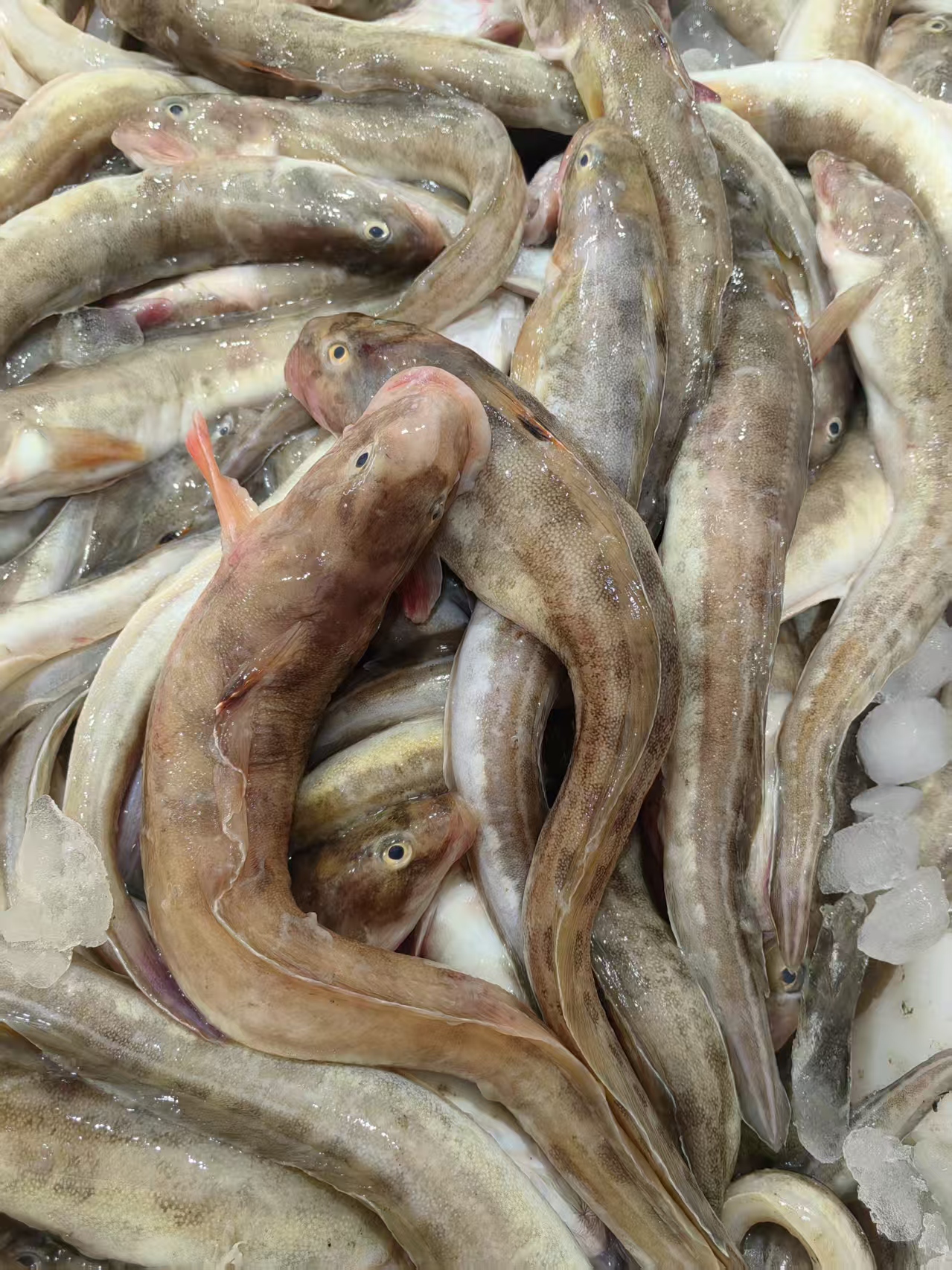 【顺丰】大连海鲜 小船本地海鲶鱼4斤 