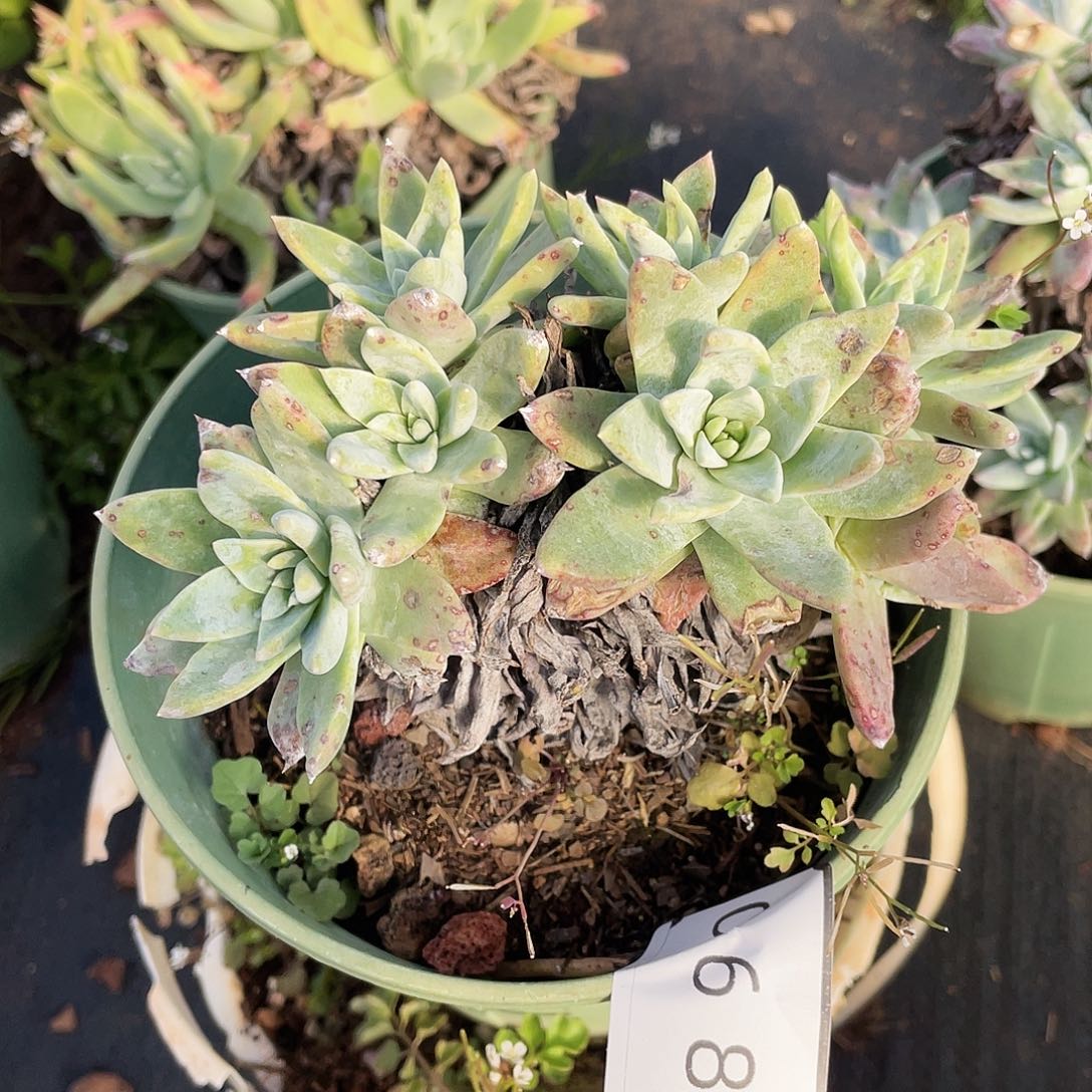 ?****猹仙女杯多头老桩0684