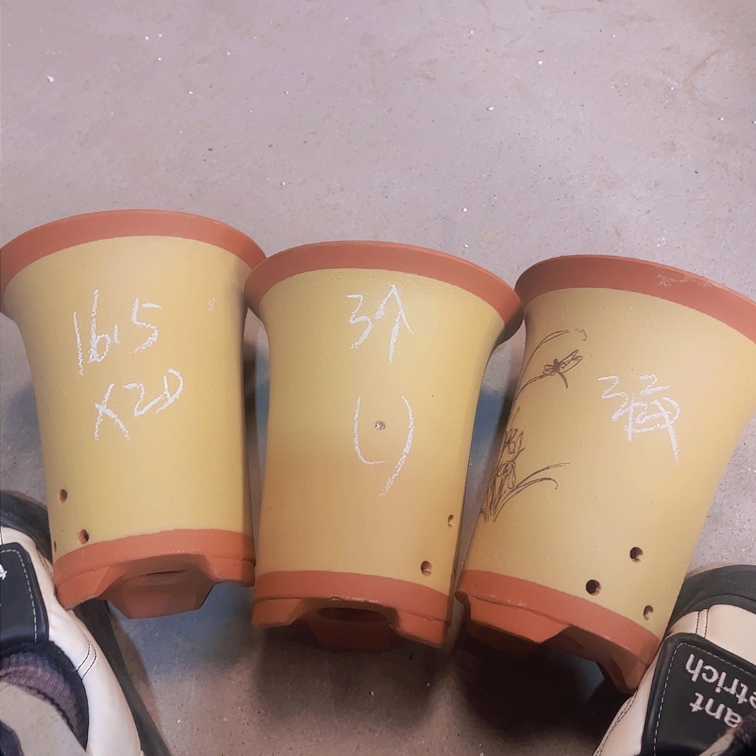 紫砂34………………………………