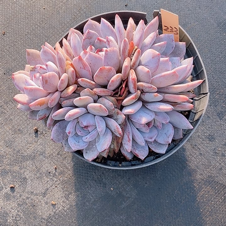 镇****店233多肉植物老桩