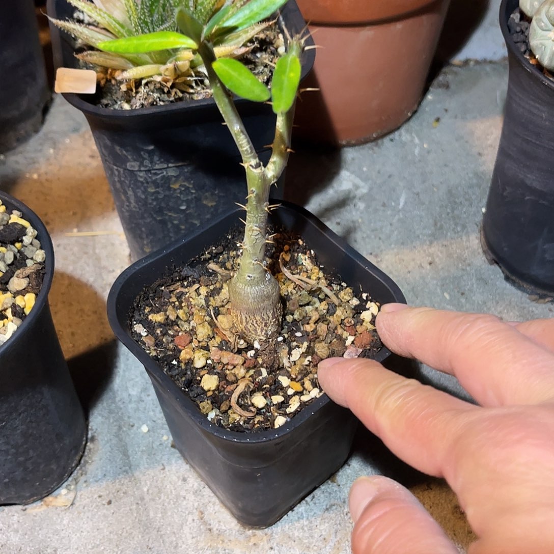 满38包邮2天凑单，脱土晾根发货多肉植物实生天马空