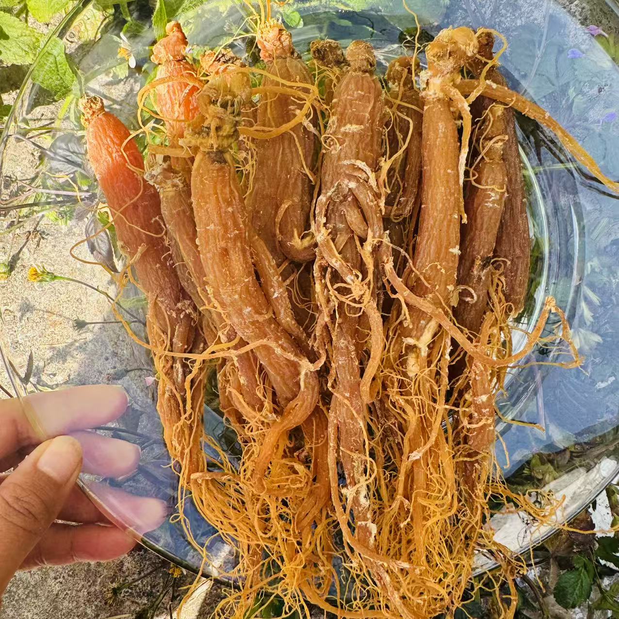 1【百-年-红-参】净含量100g-1000g【阿虎现收】