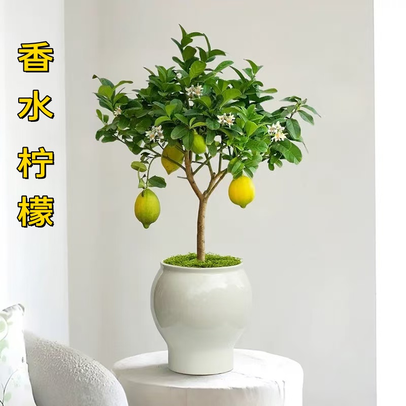 香水柠檬 矮化品种 盆栽 盆景 带花苞